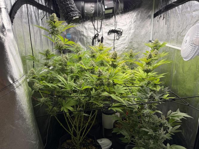 Philosophee seeds run On living soil. Week 9