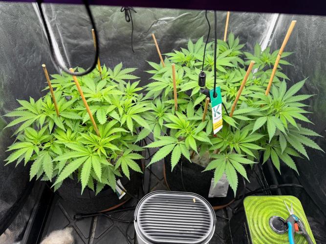 Barneysfarm seed run. Week 9