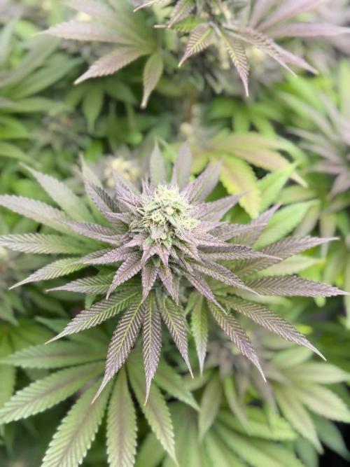 Barneysfarm seed run. Week 14