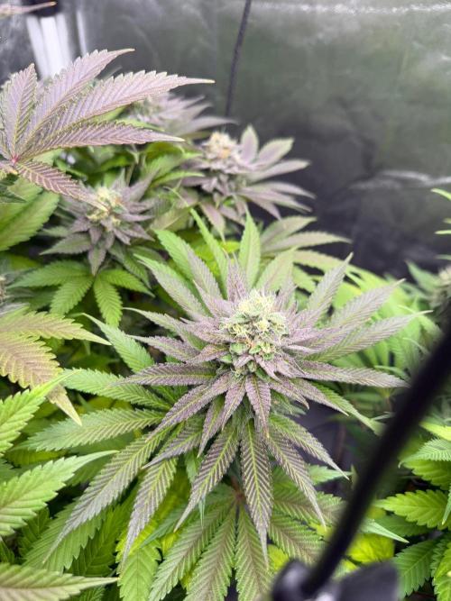 Barneysfarm seed run. Week 14
