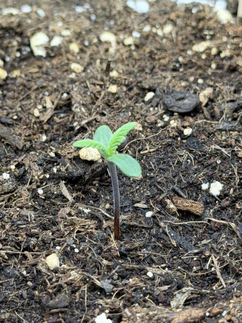 Gorilla Cookies Auto. Week 1 - Day 2 after germination