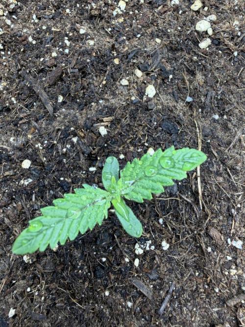 Gorilla Cookies Auto. Week 1 - Day 6