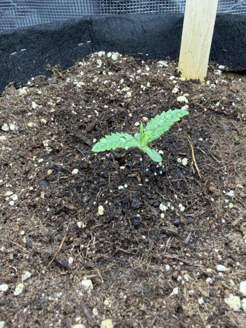 Gorilla Cookies Auto. Week 1 - Day 6