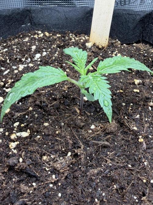 Gorilla Cookies Auto. Week 2 - Day 10