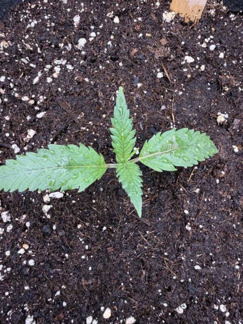Gorilla Cookies Auto. Week 2 - Day 10