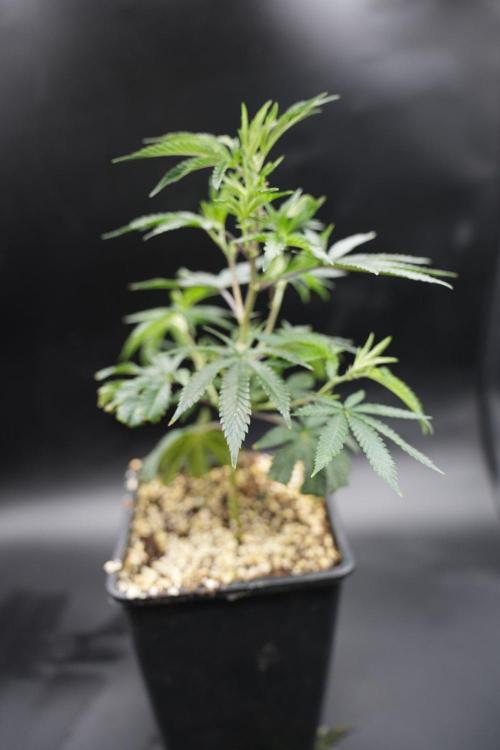 Wizard Trees Tea Time OG Cut. Week 2