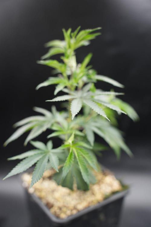 Wizard Trees Tea Time OG Cut. Week 2