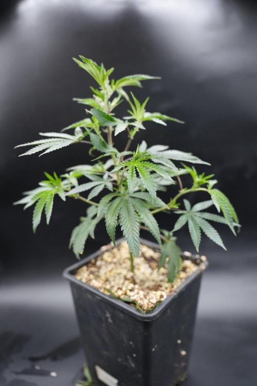 Wizard Trees Tea Time OG Cut. Week 2