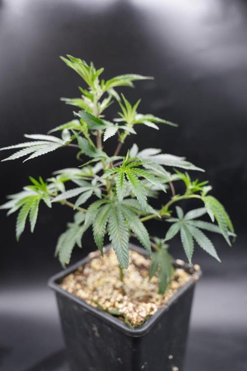 Wizard Trees Tea Time OG Cut. Week 2