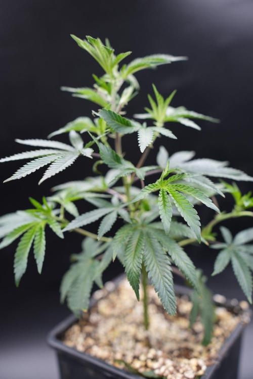 Wizard Trees Tea Time OG Cut. Week 2