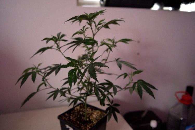 Wizard Trees Tea Time OG Cut. Week 3