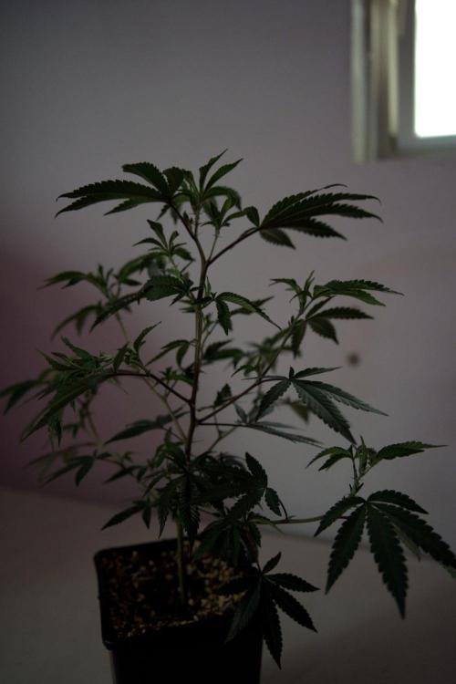 Wizard Trees Tea Time OG Cut. Week 3