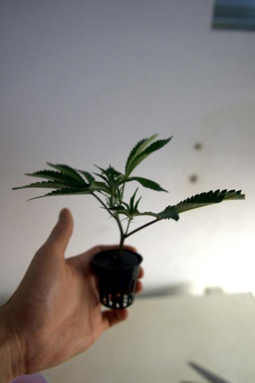 Wizard Trees Tea Time OG Cut. Week 3