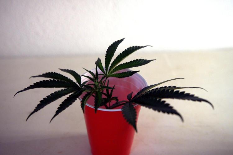 Wizard Trees Tea Time OG Cut. Week 3