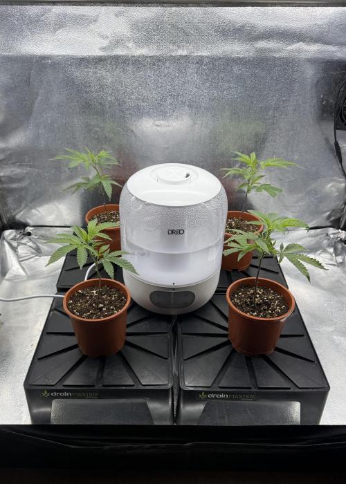 Synganic "Di Frutti" by Karma Genetics. Week 1