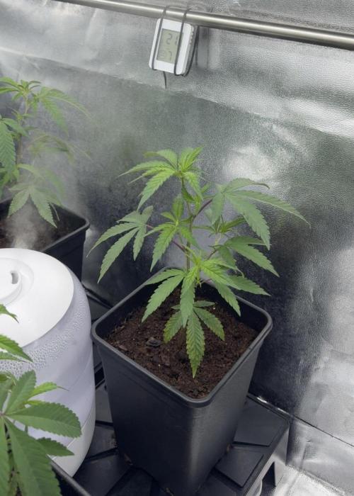 Synganic "Di Frutti" by Karma Genetics. Week 2