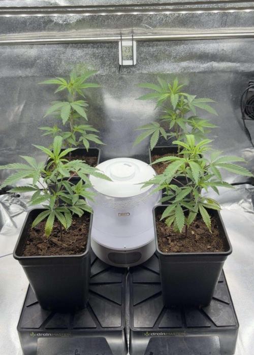 Synganic "Di Frutti" by Karma Genetics. Week 2