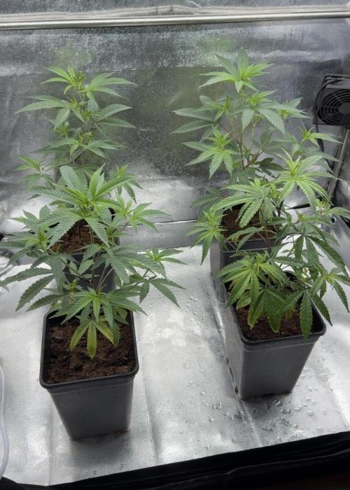 Synganic "Di Frutti" by Karma Genetics. Week 3