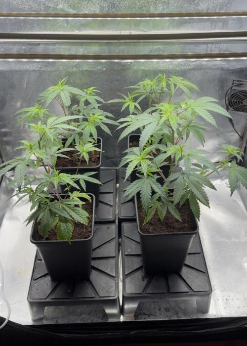 Synganic "Di Frutti" by Karma Genetics. Week 3