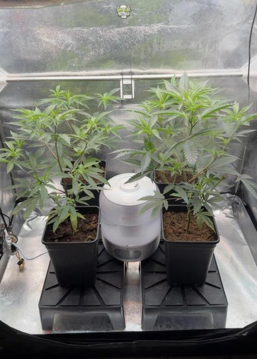 Synganic "Di Frutti" by Karma Genetics. Week 3
