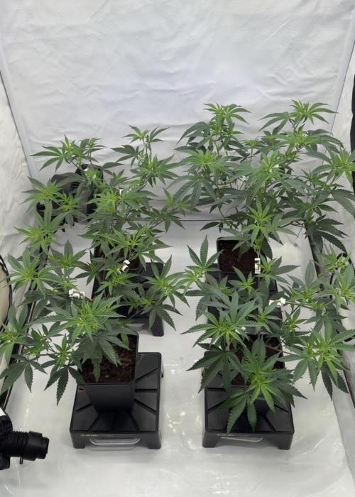 Synganic "Di Frutti" by Karma Genetics. Week 4