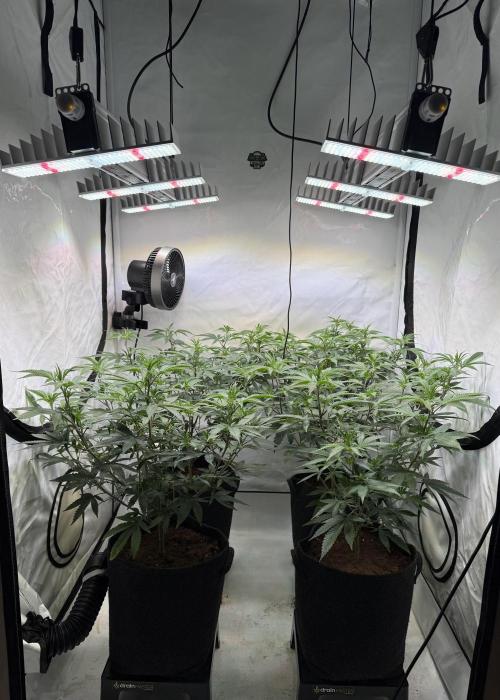 Synganic "Di Frutti" by Karma Genetics. Week 4
