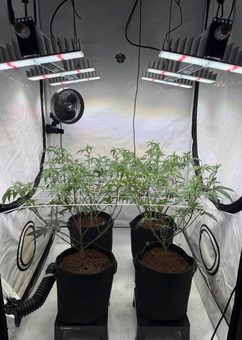 Di Fruity (aka Di Frutti). Week 4