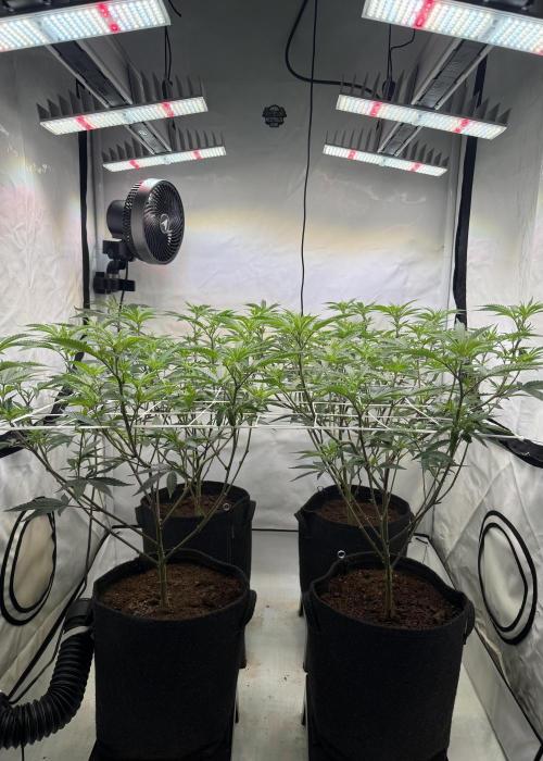 Synganic "Di Frutti" by Karma Genetics. Week 5