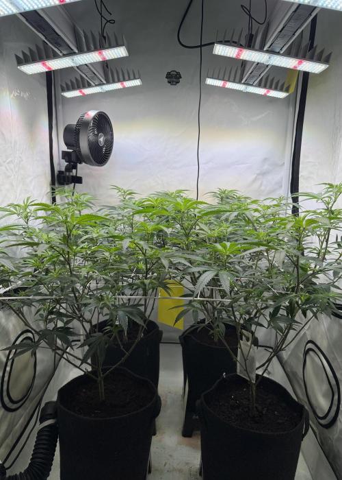 Synganic "Di Frutti" by Karma Genetics. Week 5
