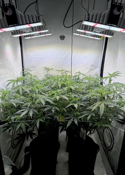 Di Fruity (aka Di Frutti). Week 5