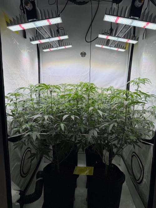 Di Fruity (aka Di Frutti). Week 6