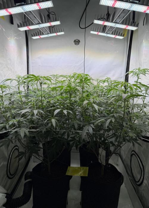 Synganic "Di Frutti" by Karma Genetics. Week 6