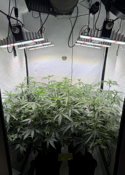 Synganic "Di Frutti" by Karma Genetics. Week 6