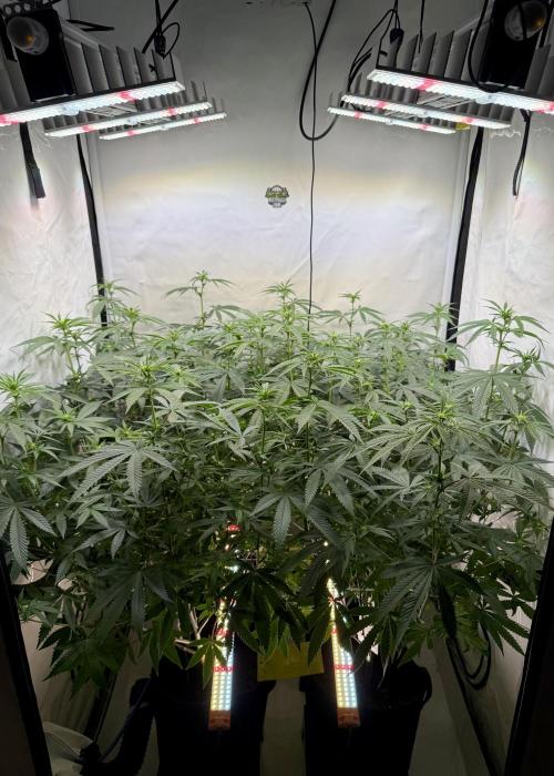 Synganic "Di Frutti" by Karma Genetics. Week 6
