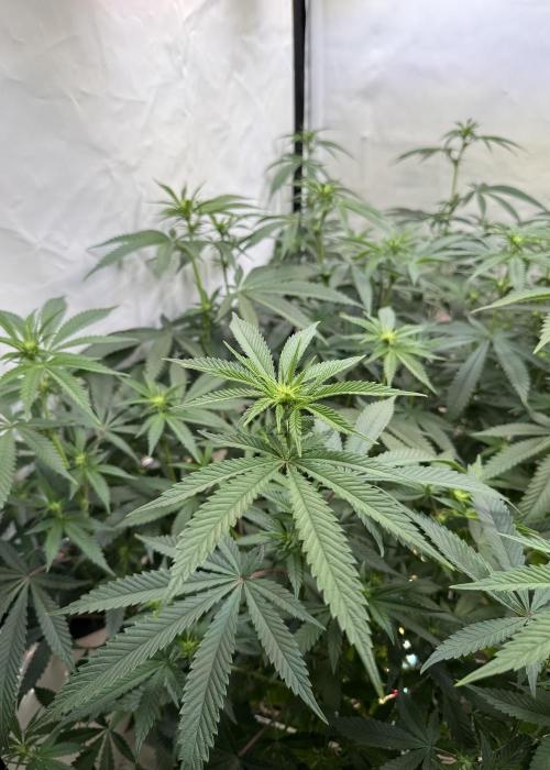 Di Fruity (aka Di Frutti). Week 6