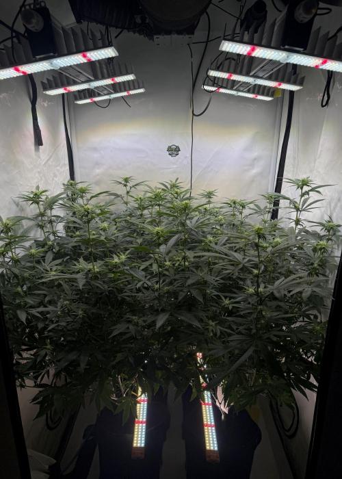 Synganic "Di Frutti" by Karma Genetics. Week 7