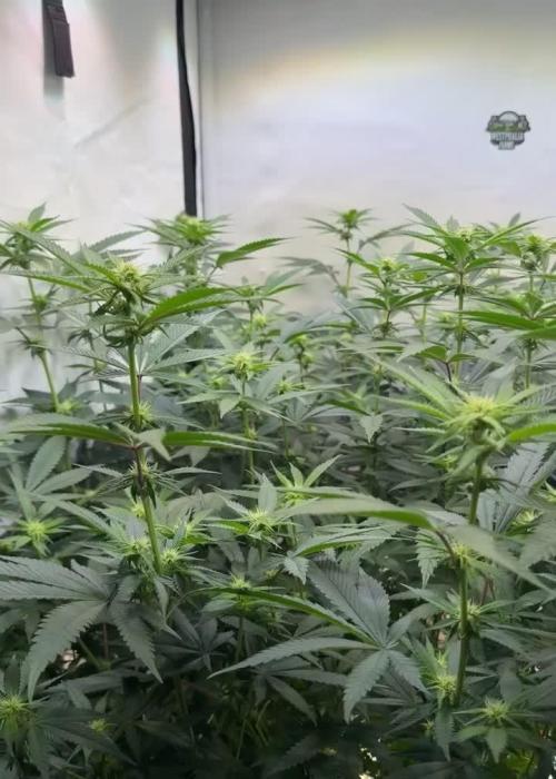 Synganic "Di Frutti" by Karma Genetics