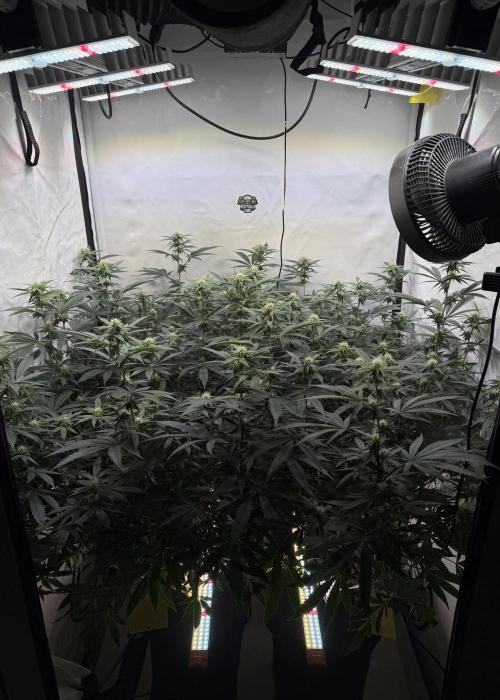 Synganic "Di Frutti" by Karma Genetics. Week 7