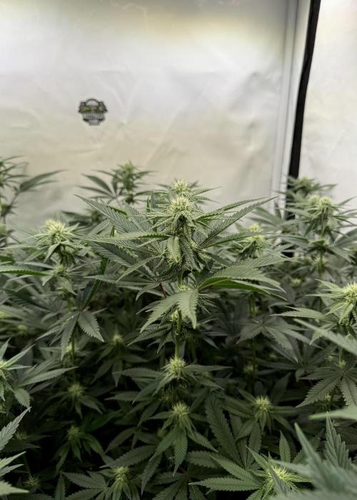 Synganic "Di Frutti" by Karma Genetics. Week 7