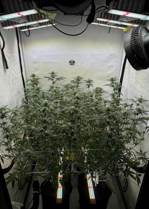 Di Fruity (aka Di Frutti). Week 7