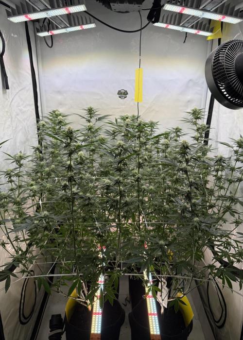 Synganic "Di Frutti" by Karma Genetics. Week 8