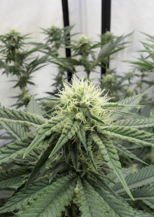 Synganic "Di Frutti" by Karma Genetics. Week 8