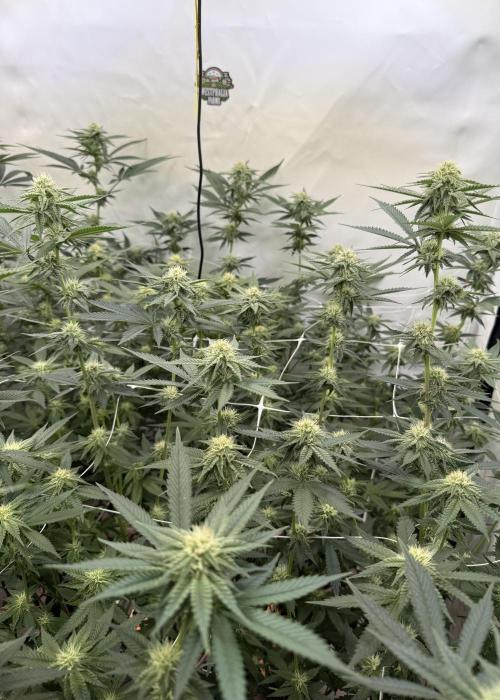Synganic "Di Frutti" by Karma Genetics. Week 8