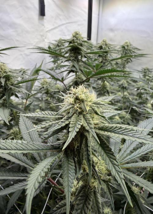 Synganic "Di Frutti" by Karma Genetics. Week 8
