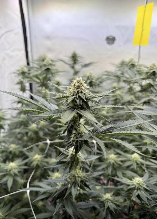 Synganic "Di Frutti" by Karma Genetics. Week 8