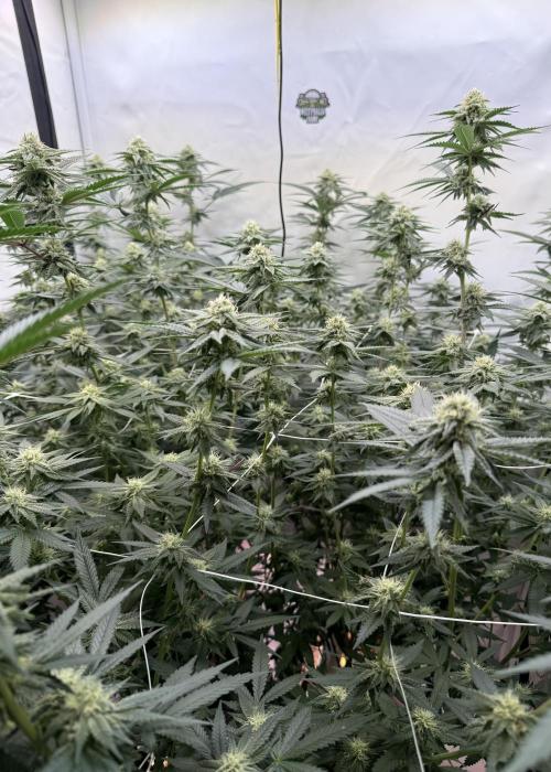 Di Fruity (aka Di Frutti). Week 8