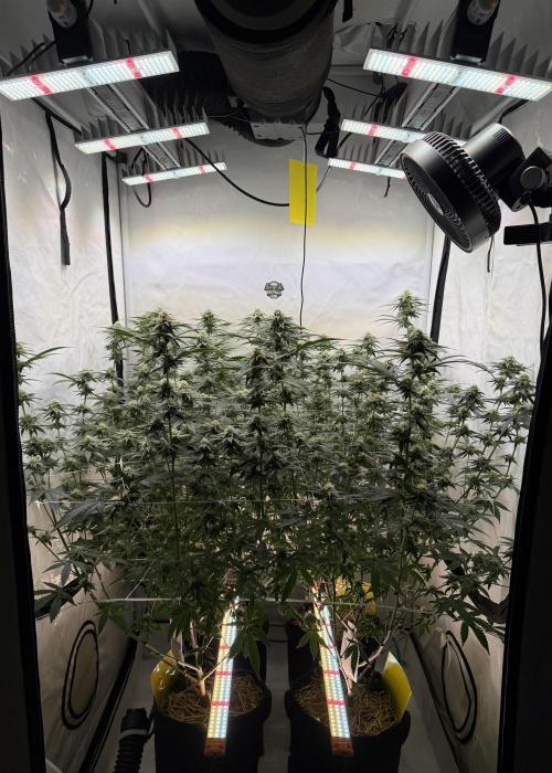 Synganic "Di Frutti" by Karma Genetics. Week 9
