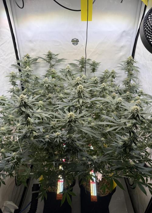 Synganic "Di Frutti" by Karma Genetics. Week 9