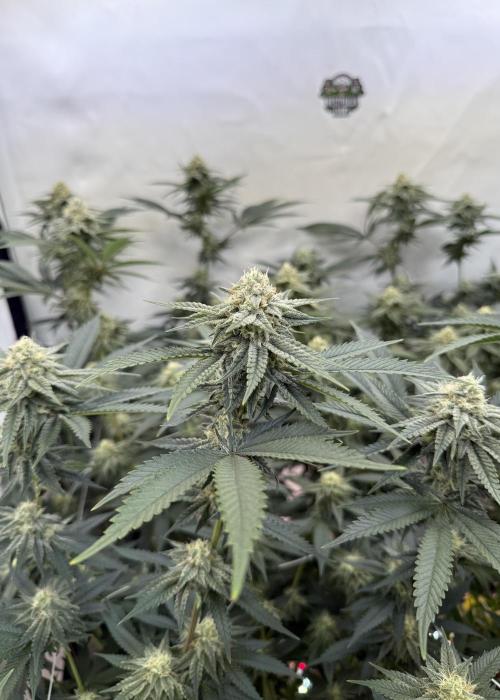 Synganic "Di Frutti" by Karma Genetics. Week 9