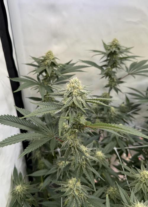 Synganic "Di Frutti" by Karma Genetics. Week 9